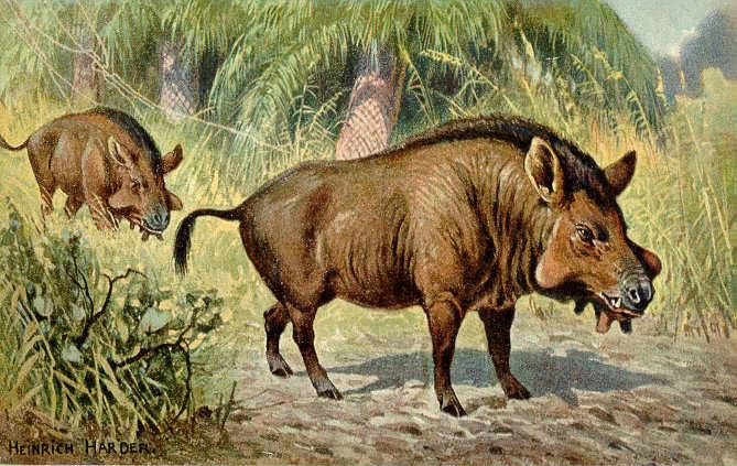 Entelodon Sp Illustration