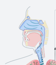 Horní cesty dýchací