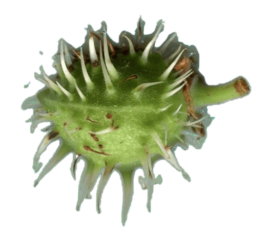 img344dfff-removebg-preview