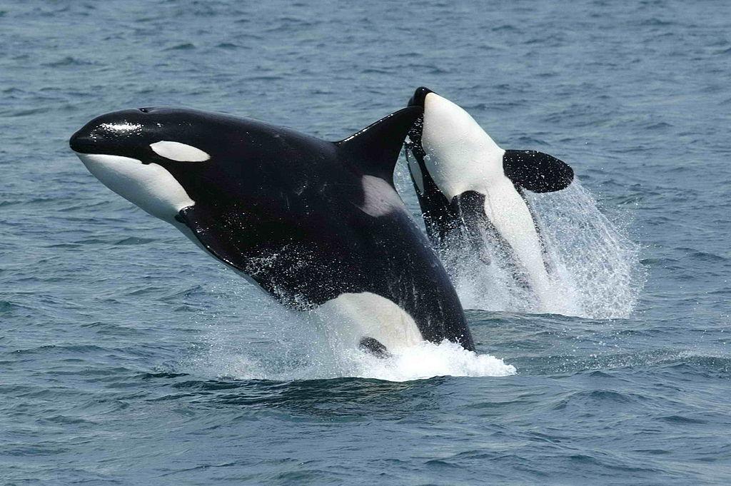 1024px-Killerwhales jumping