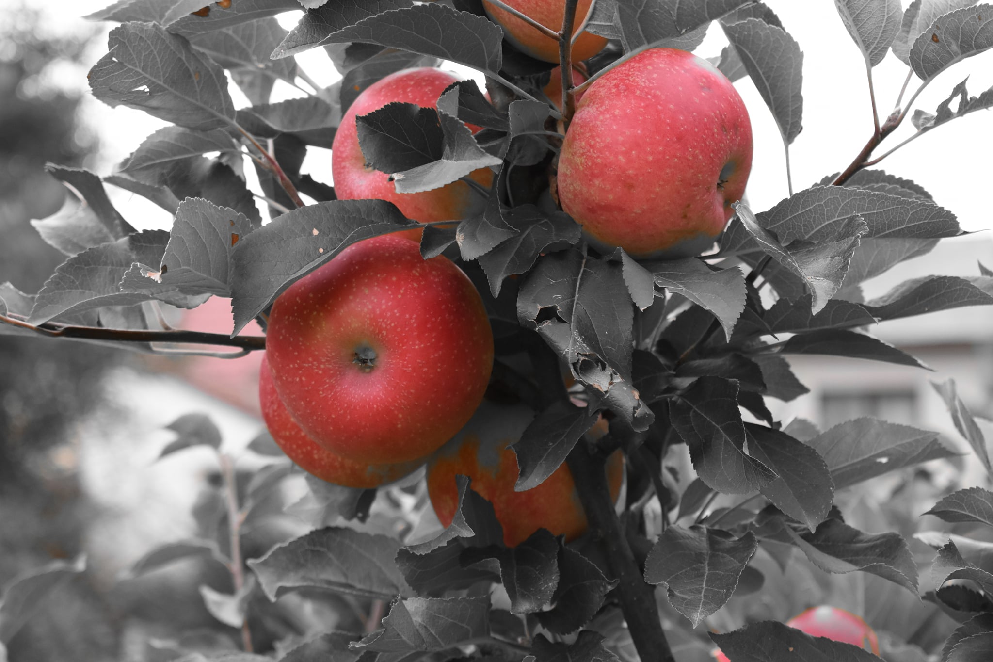 240738902 4637260556285107 5361396985489725203 n