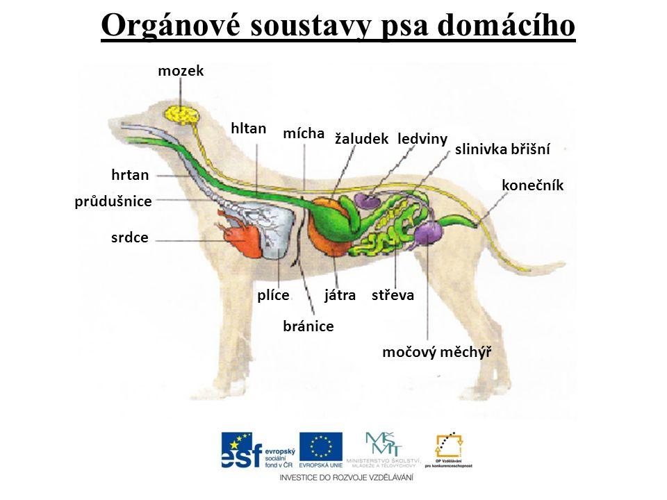 Org%C3%A1nov%C3%A9+soustavy+psa+dom%C3%A1c%C3%ADho
