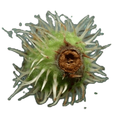 img344e-removebg-preview