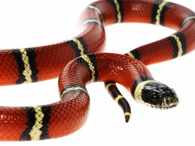 ctk-had-koralovka-20141 denik-630