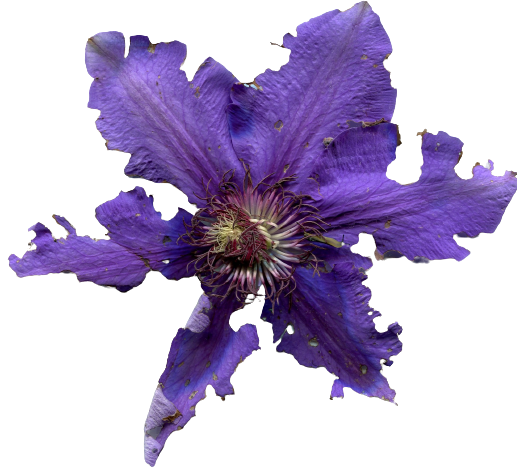 img276-removebg-preview