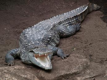 krokodyl-bahenni