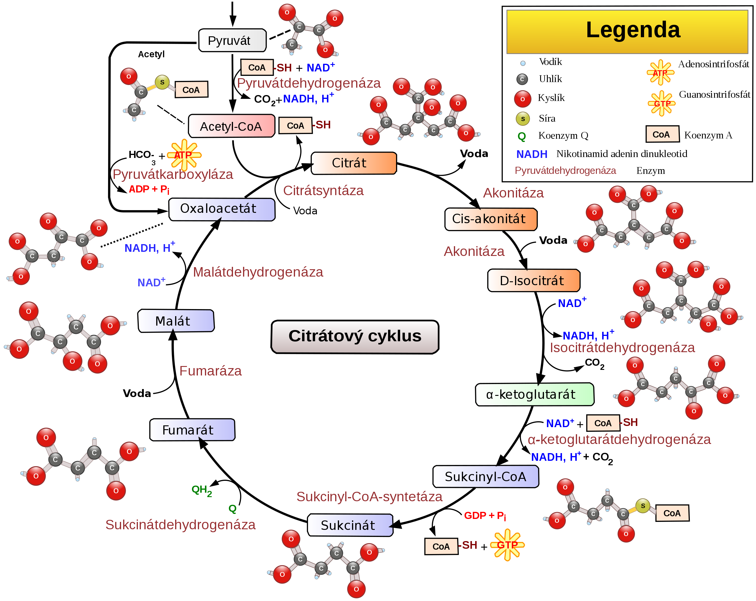 2560px-Citric acid cycle with aconitate 2 cs.svg