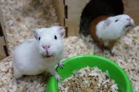 e29e12cb-1156-497b-b360-68cb3620097d