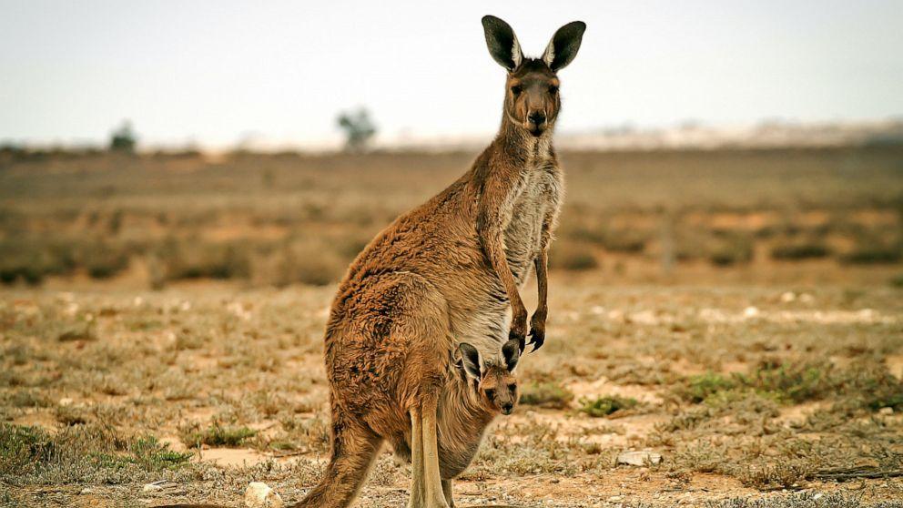 kangaroo-stock-gty-jef-191003 hpMain 16x9 992