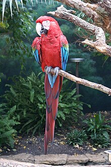 Ara chloroptera -Brookfield Zoo-8