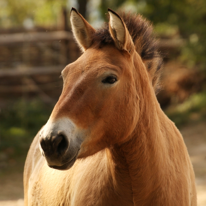 equus-ferus-przewalskii