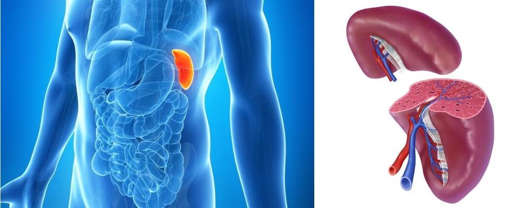 slezina-nemoci-sleziny-byliny-bylinky-babske-rady-area-1221x497