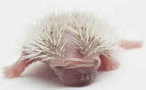 e4604551-8fe2-418d-a6cf-731cf934f296