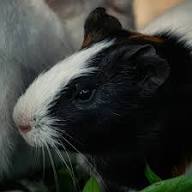 images (1)