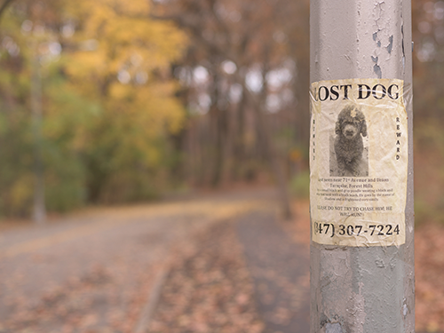 89 2 ztraceny pejsek