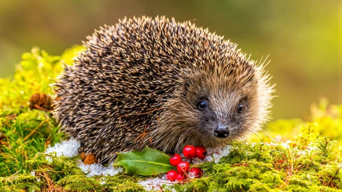 e80ce4aa03b35ae675b28c83e8ebc687