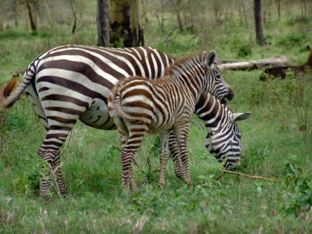 Mother and baby zebra