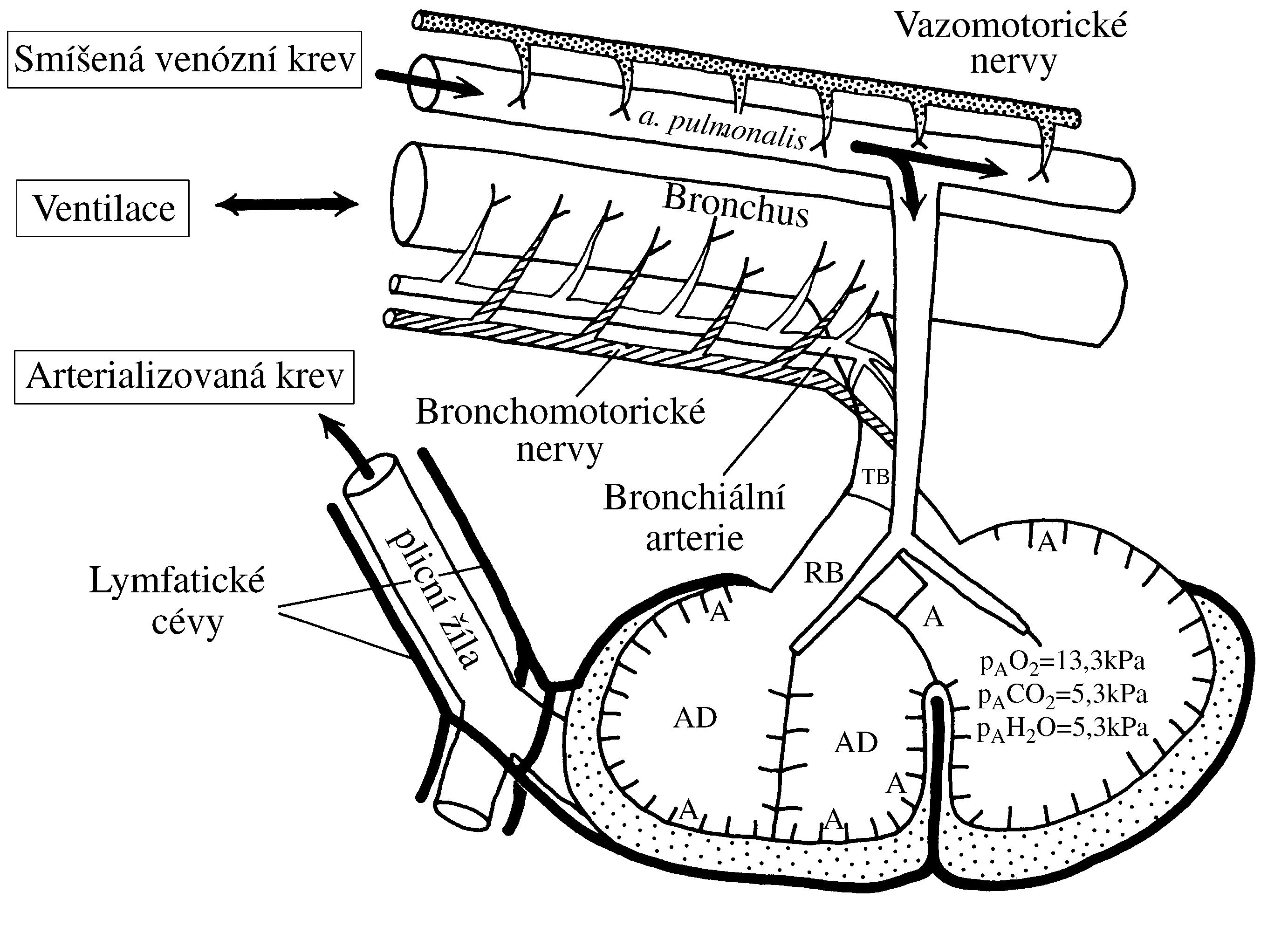 2021 Patologicka fyzio 1 Page 295 Image 0001
