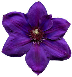 img430-removebg-preview