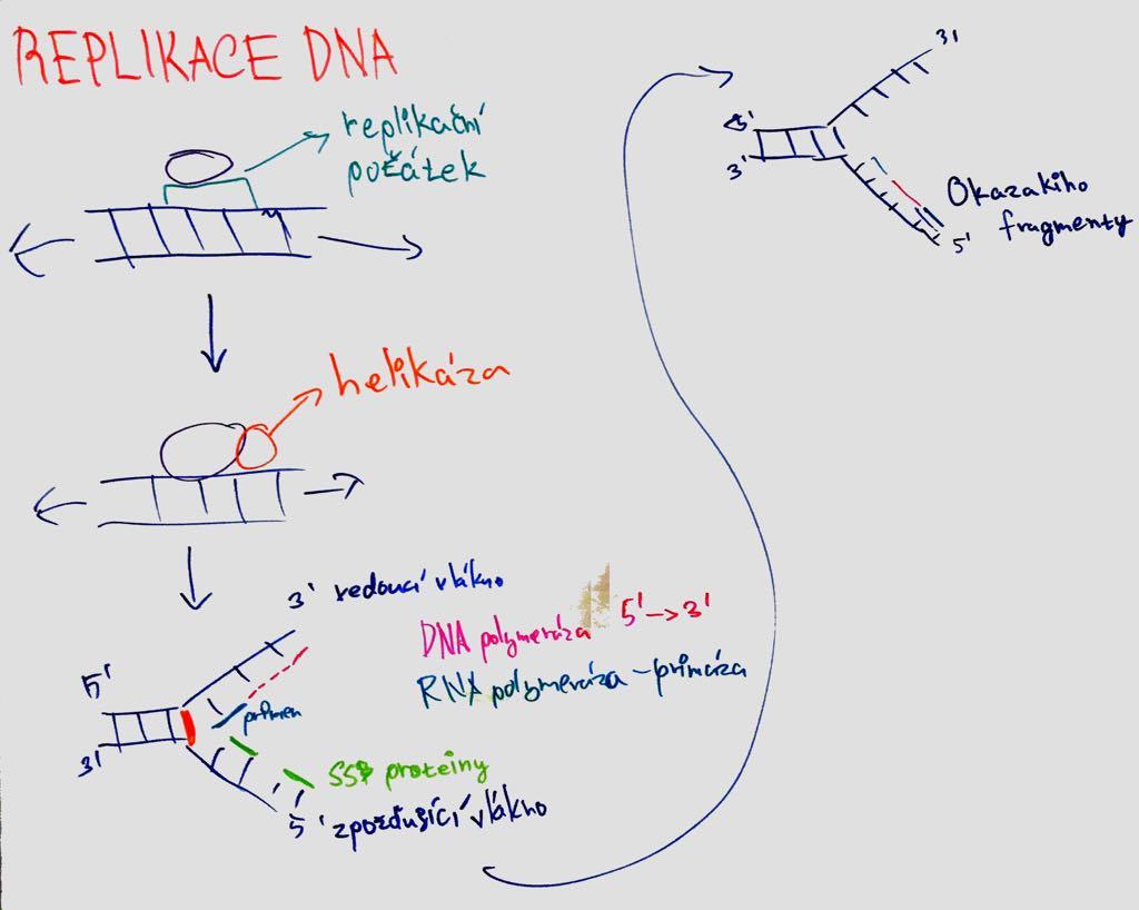 replikace DNA