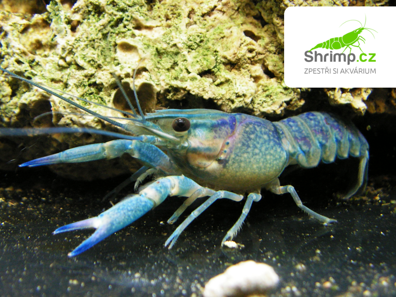 Rak-modry-Cherax-quadricarinatus-www-shrimp-cz-4-1