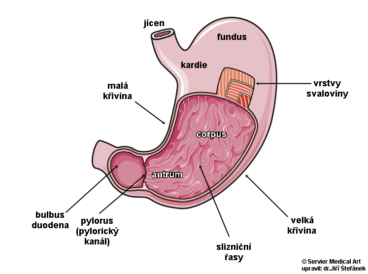 zaludek anatomie