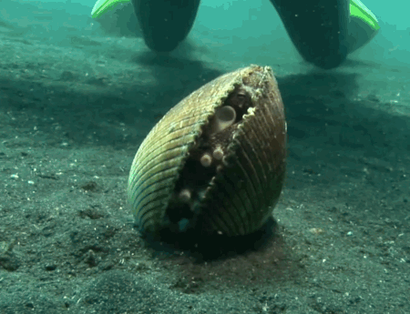 gif-octopus-clam