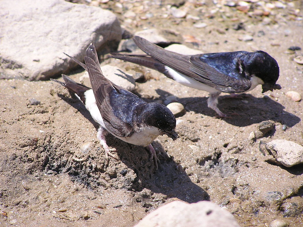 1024px-Delichon urbicum 10