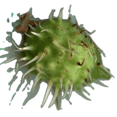 img344fg-removebg-preview