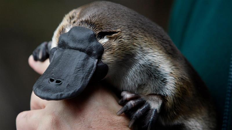 platypus
