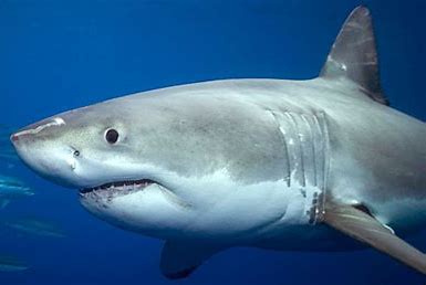 ed97dd20-2441-4988-a0f8-d20376fed8b6