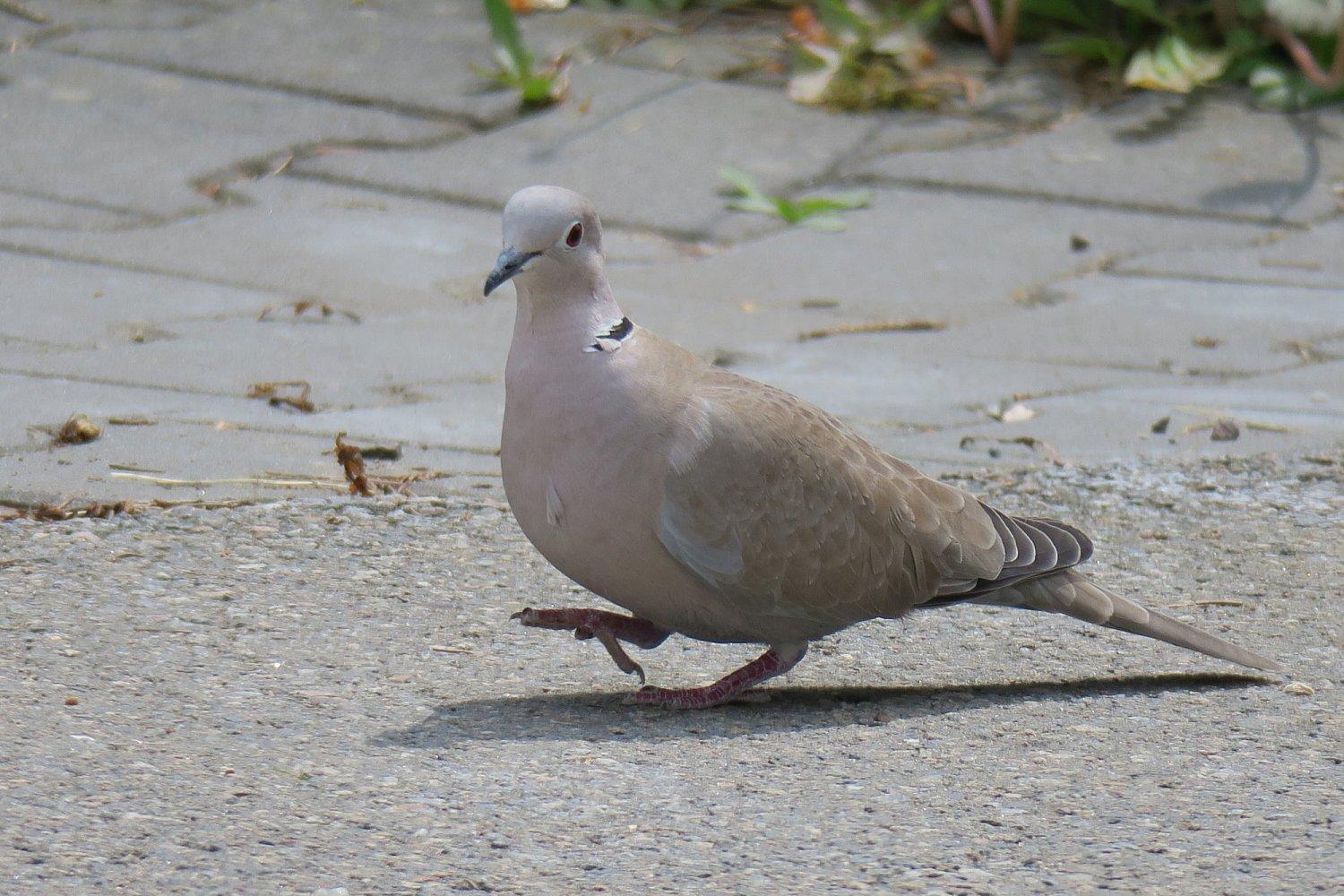 0004-7decaa088a070b4ede54dde5ef101a58