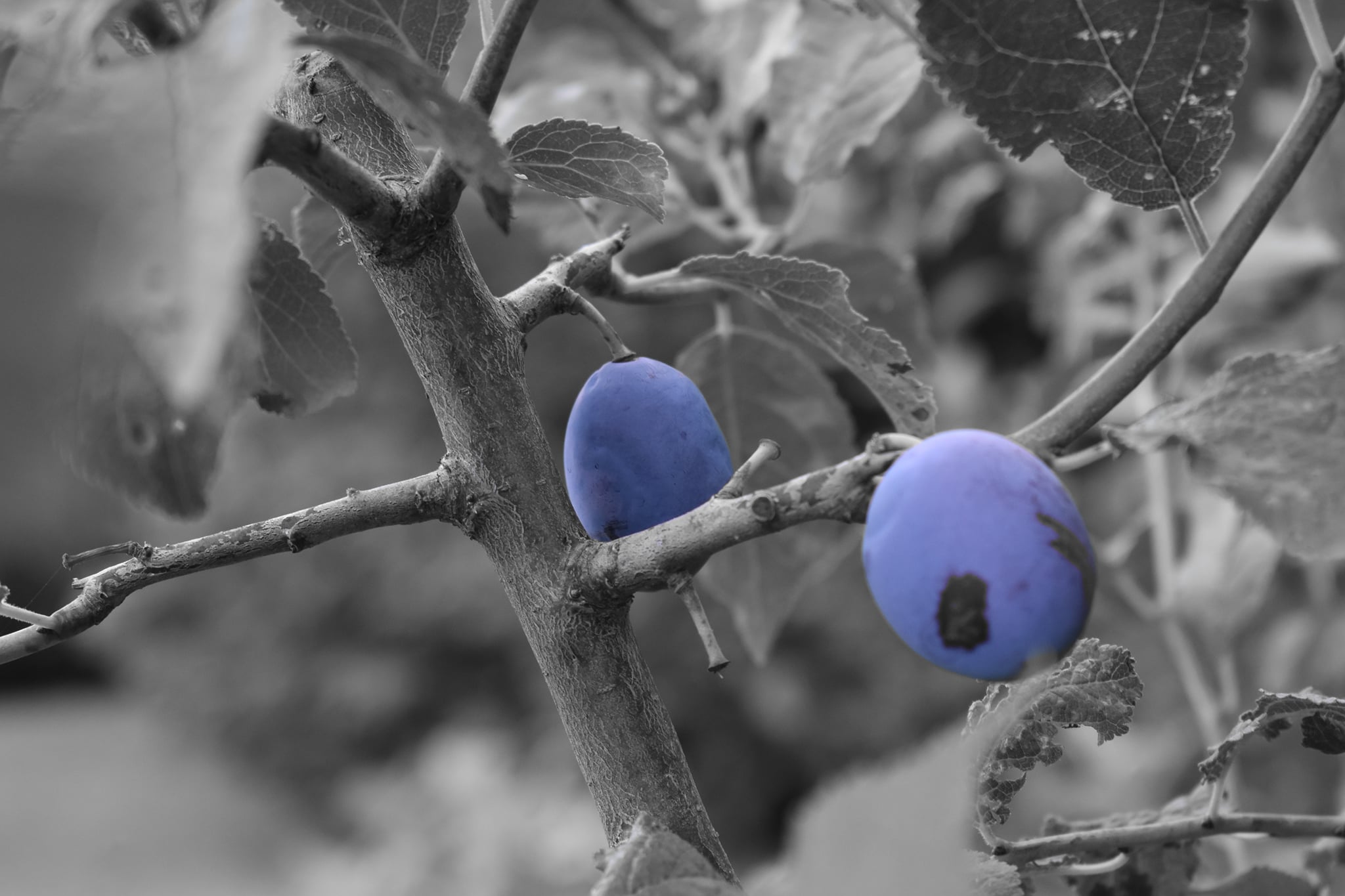 240657641 4637260516285111 157132530596623223 n