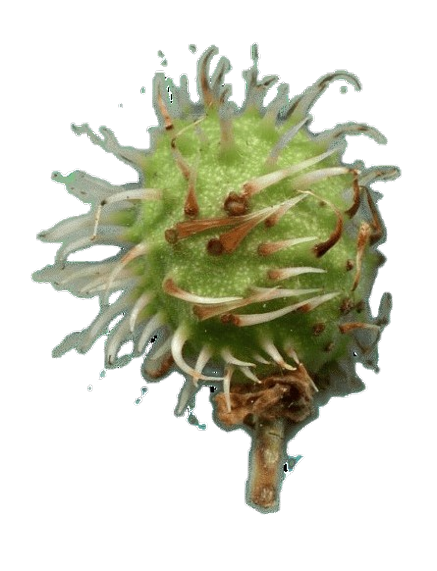 img344dd-removebg-preview