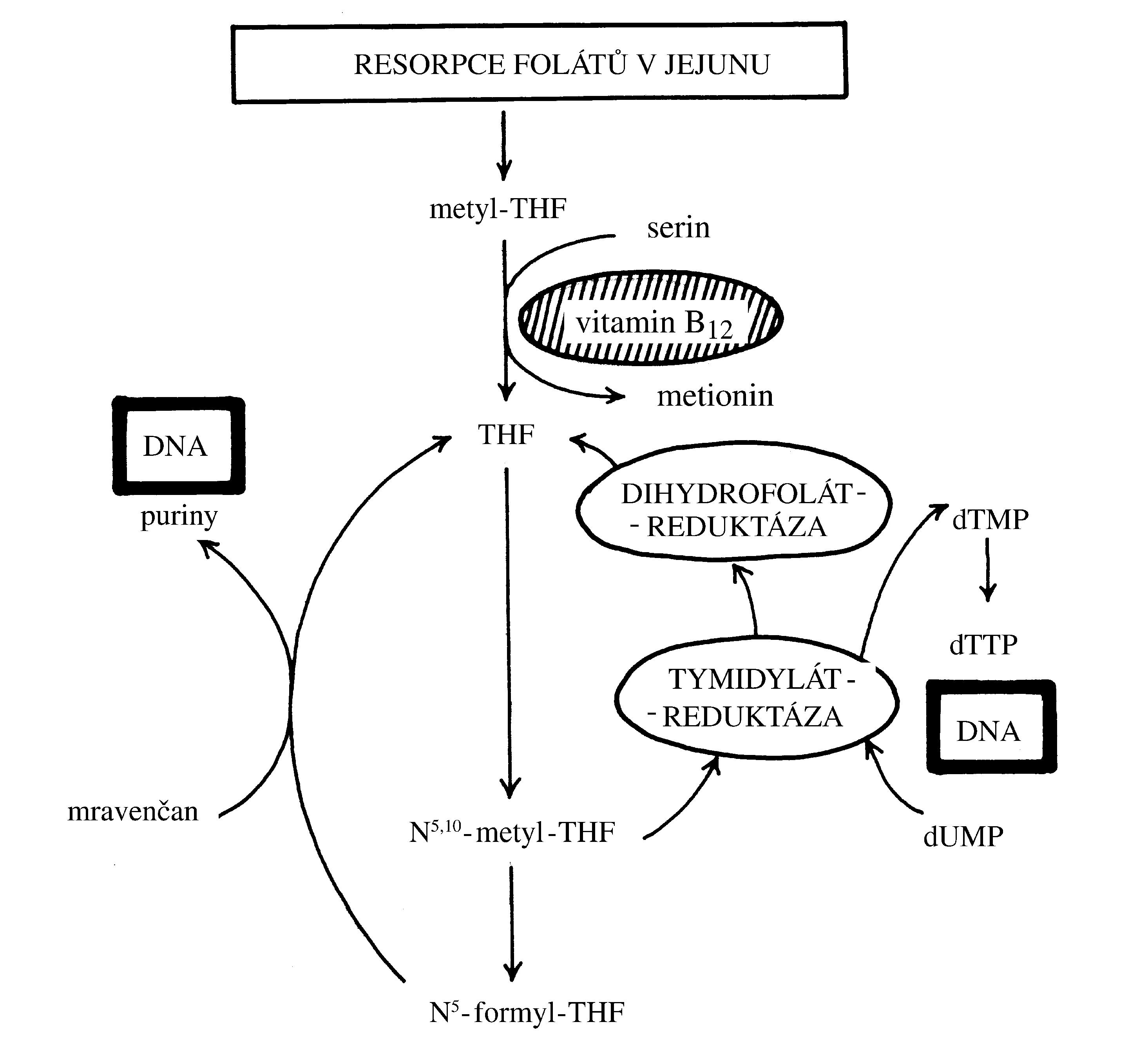 2021 Patologicka fyzio 1 Page 073 Image 0001