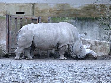 375px-Ceratotherium.simum.cottoni-04-ZOO.Dvur.Kralove