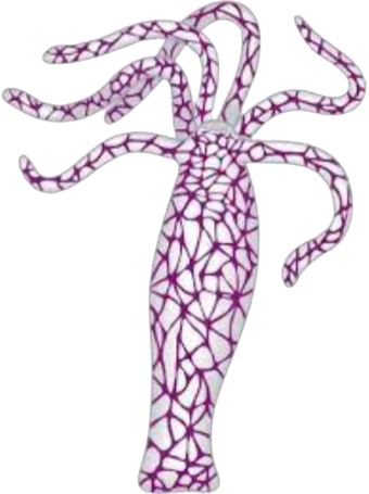 nezmar-removebg-preview