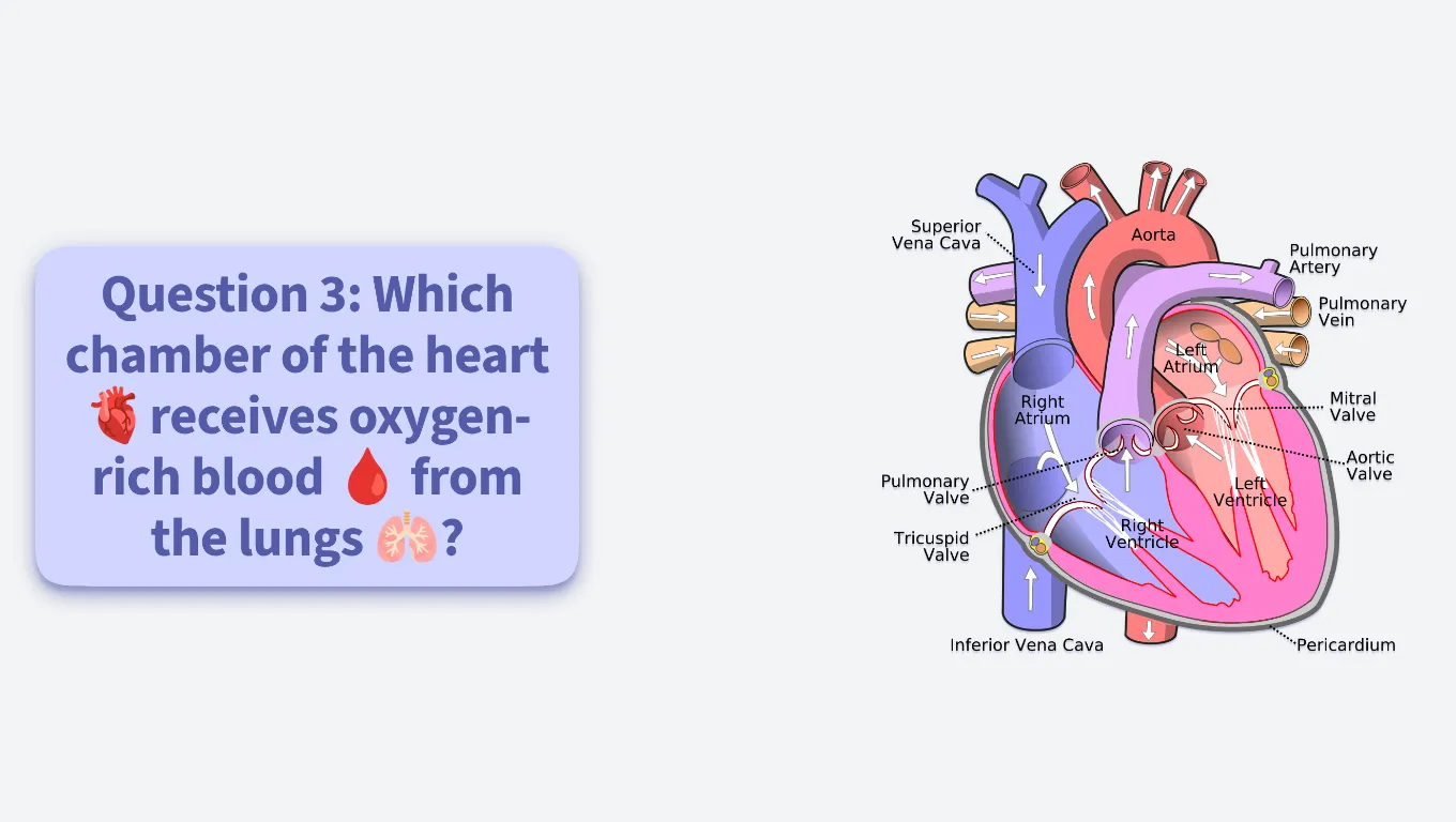Quiz about human body