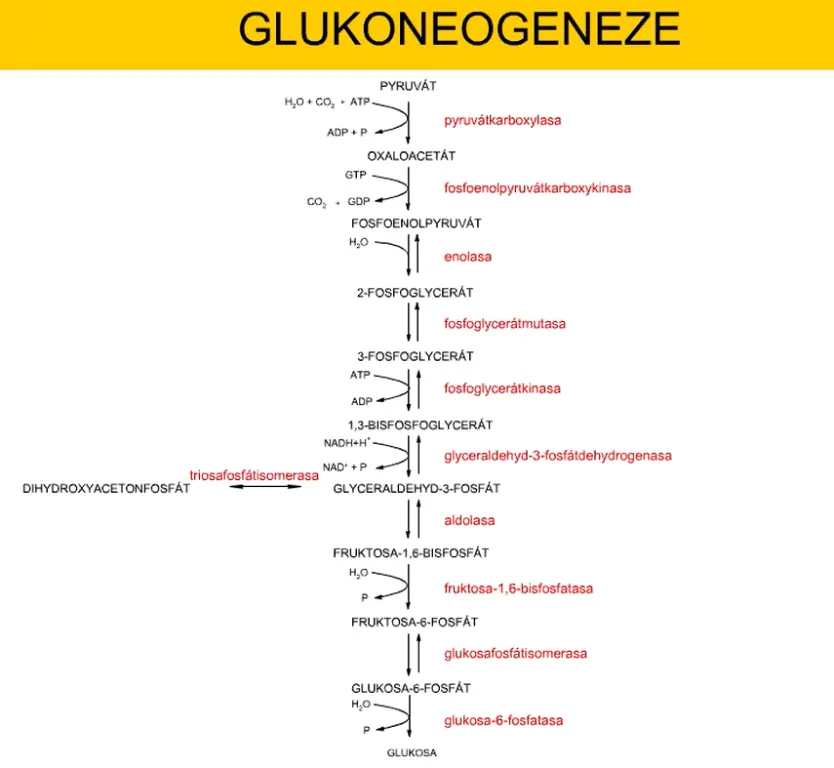 24) Biosyntéza sacharidů