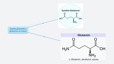 gutamin a glutamát - jeho role ve svalech