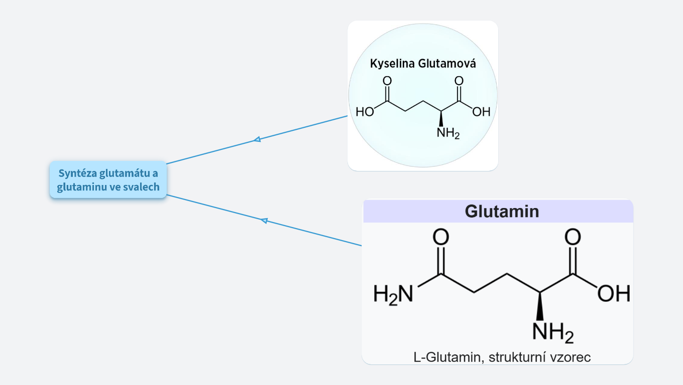 gutamin a glutamát - jeho role ve svalech
