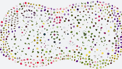 Biologie internetu - Sítě v přírodě a myšlení