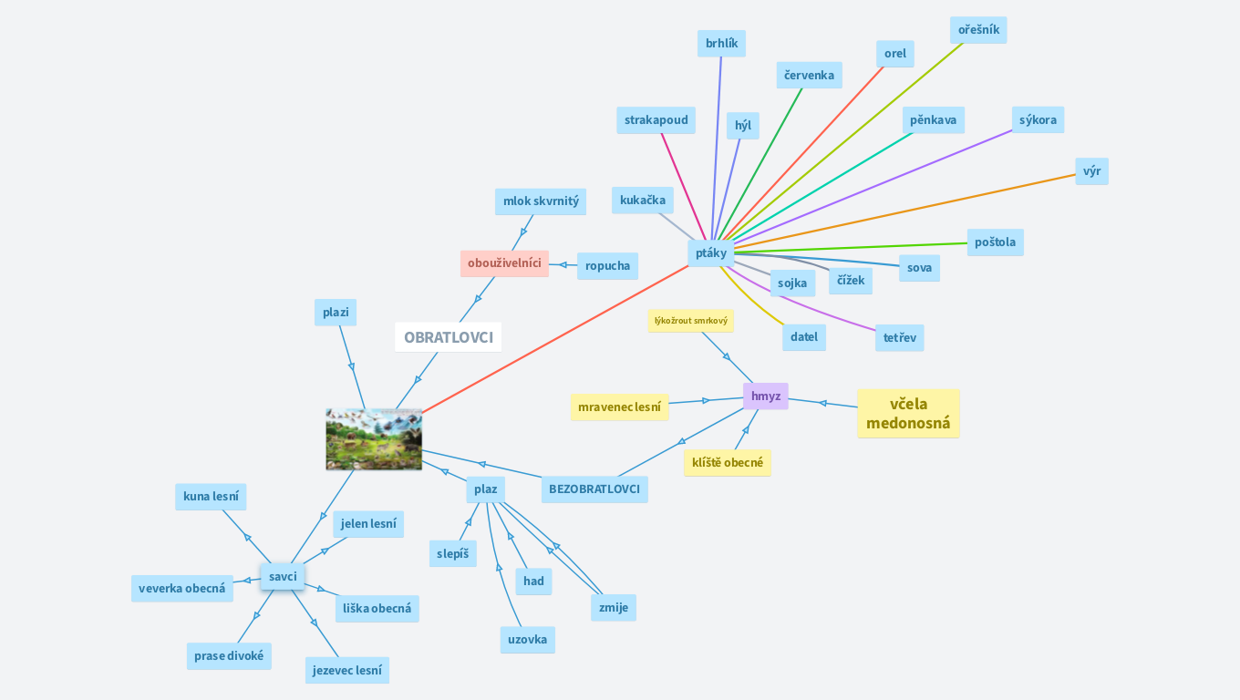 LESNÍ ŽIVOČICHOVÉ 4