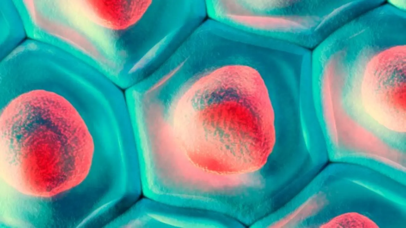 1) Cytologie