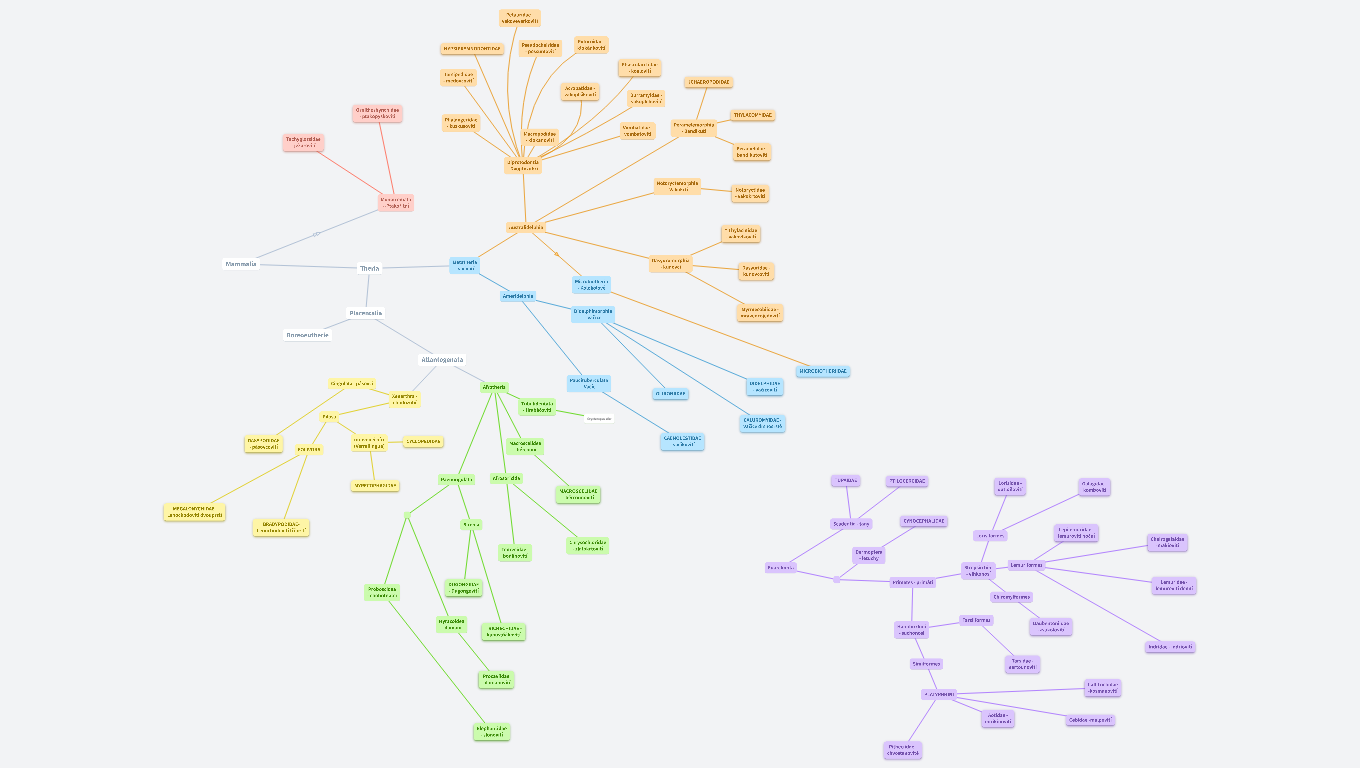 Monotremata, Metatheria, Afrotheria, Xenarthra