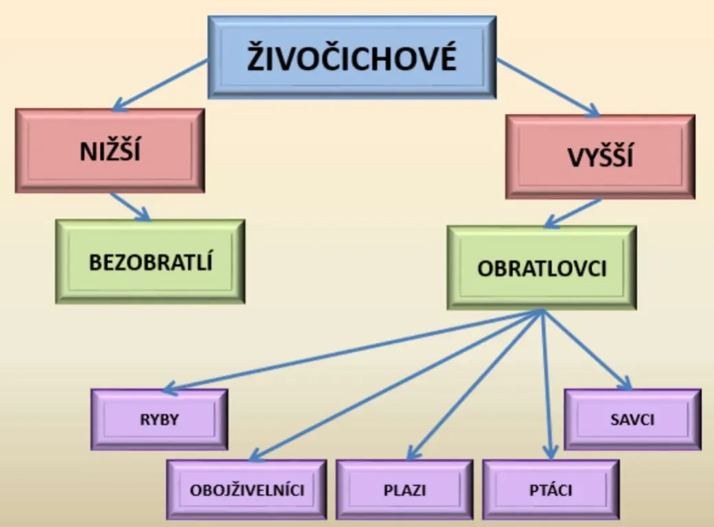 Plazi