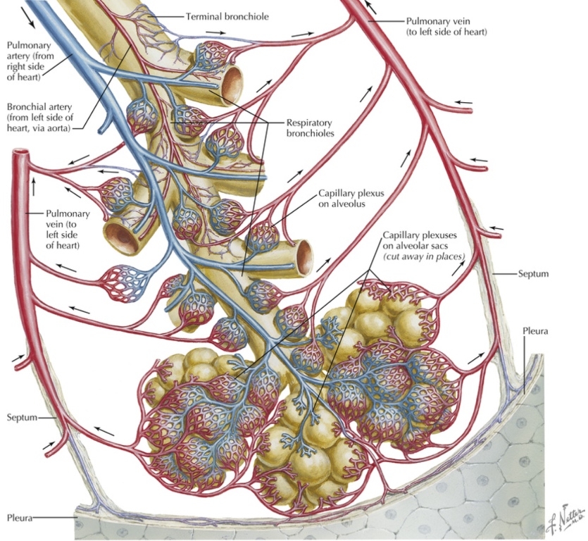 Respiration-Functional anatomy