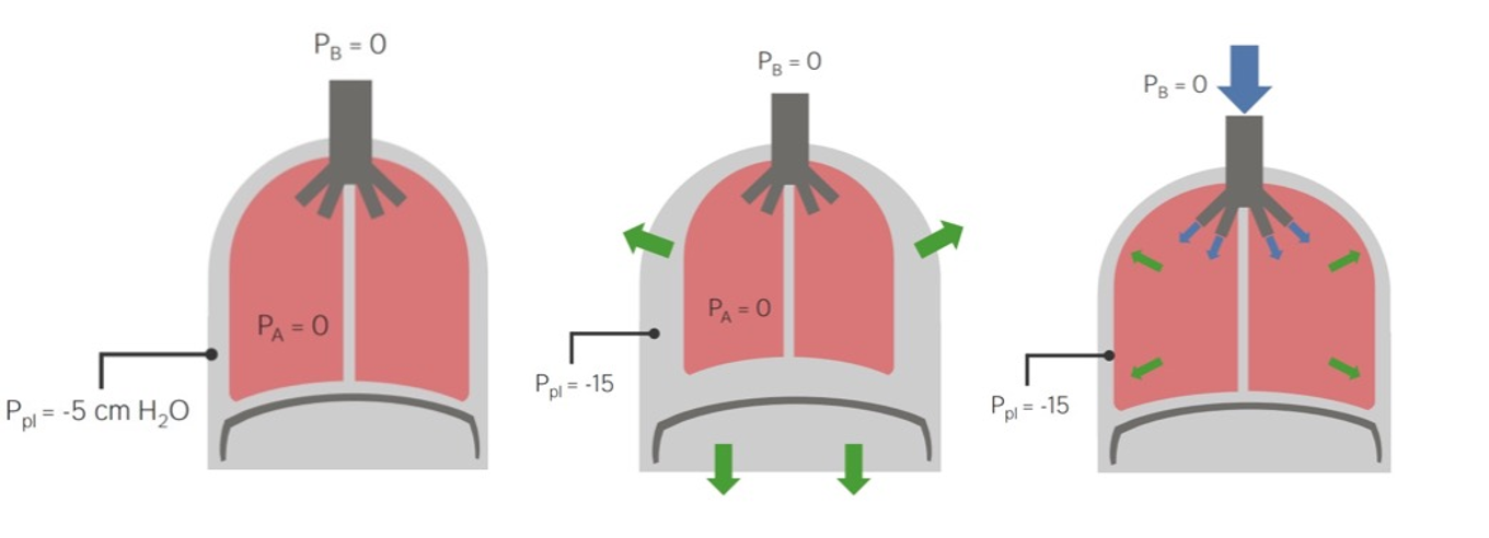 The Mechanics of Breathing