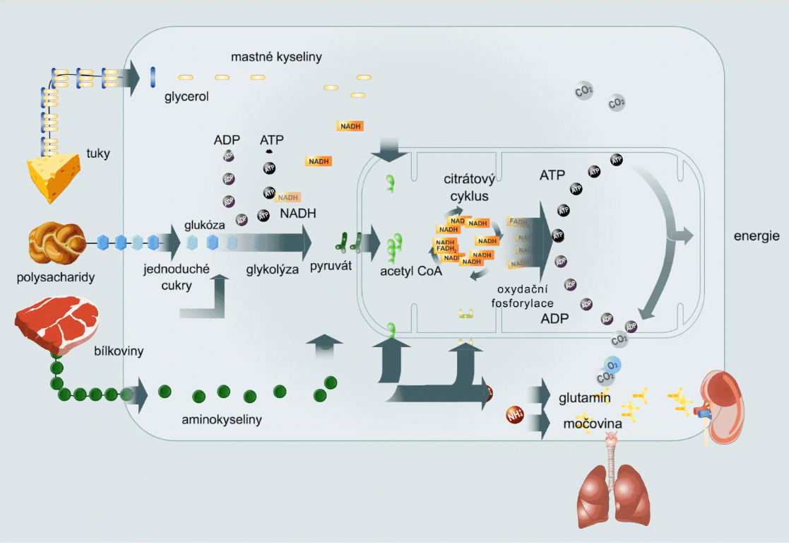 Energetický metabolismus