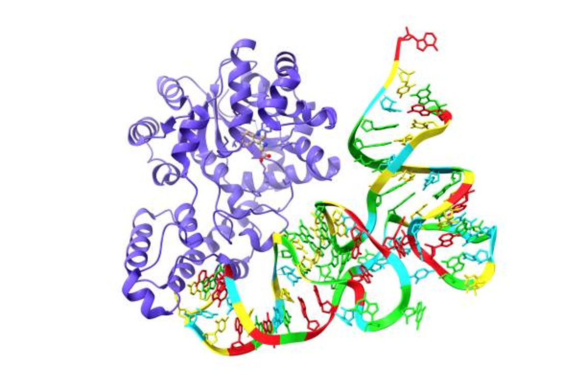 13) Metabolismus a biosyntéza bílkovin a aminokyselin